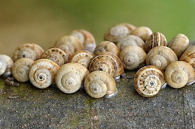 横向滚屏《自由星球2》将由XSEED Games发行 登陆全平台